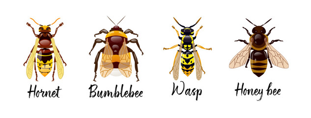 Set of Hymenoptera insects. Hornet, bumblebee, wasp, honey bee. Realistic design of insects on a white background