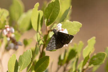 A Satlbush Sootywing butterfly perches briefly on some manzanita flowers on a sunny day in April in the mountains of Southern Utah, USA.