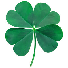 Lucky Four Leaf Clover 
