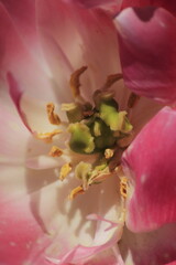 close up of pink tulip