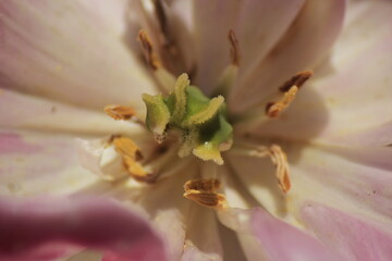 close up of a pink flower