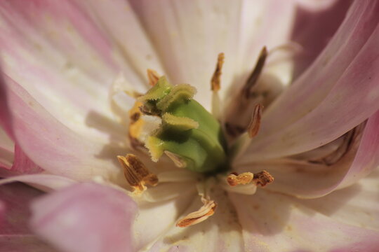 close up of a pink flower