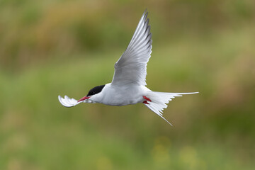 Arctic tern - Sterna paradisaea - with spread wings in flight at green background. Photo from Snaefellsnes Penisula in Iceland. The Arctic tern is famous for its migration.