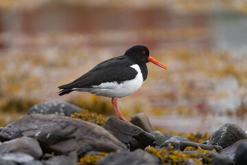 Eurasian oystercatcher (common pied oystercatcher, palaearctic oystercatcher) - Haematopus ostralegus - on ground with seaweed in background. Photo from Snaefellsnes Penisula in Iceland.
