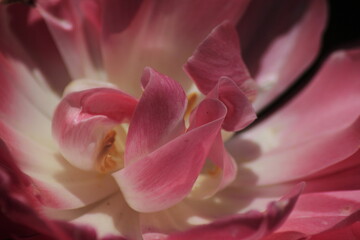 close up of pink tulip