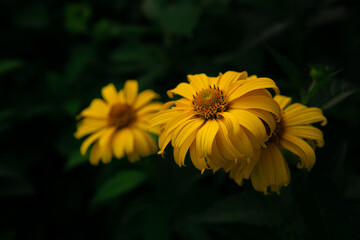 yellow flower in the garden