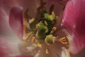 close up of pink flower