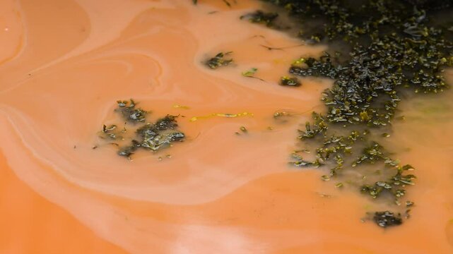 Red algae in a small bay