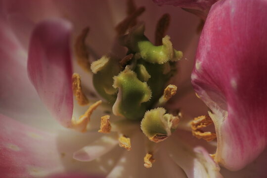 close up of pink flower