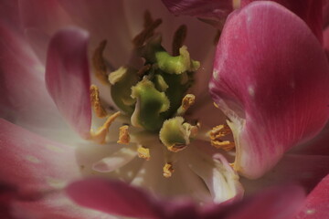 pink tulip close up