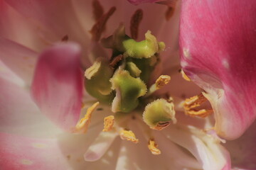 close up of pink lily