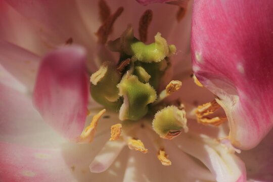 close up of pink lily