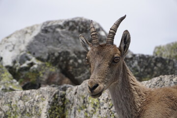 Obraz premium Wild goat on rocky terrain with hills in background