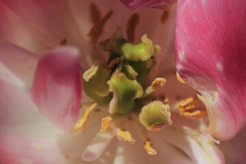 close up of a flower