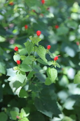 Obraz premium Green bush with red budding flowers.