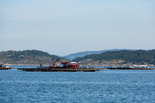 Mussel farming operation on a serene sea backdrop
