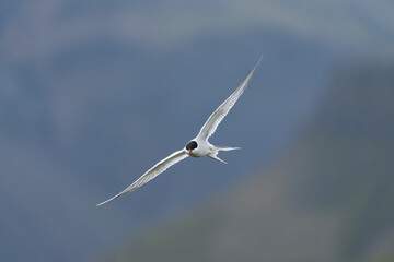 Arctic tern - Sterna paradisaea - with spread wings in flight at blue background. Photo from Snaefellsnes Penisula in Iceland. The Arctic tern is famous for its migration.