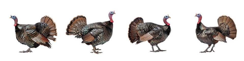 set of A turkey bird standing on a transparent background