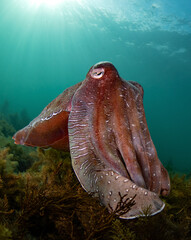 Australian Giant Cuttlefish