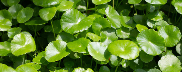 Centella asiatica (gotu kola). Herbal medicine plant
