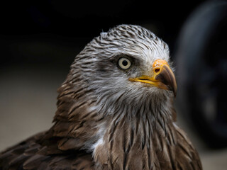 The world's oldest Harris hawk. 30 years old and belongs to the Cabarcenos Park (Cantabria, Spain)
