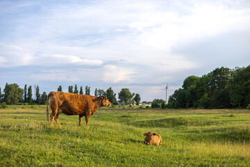 Obraz premium A cow with a small calf grazes in a meadow in the setting sun.