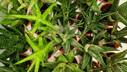 Indoor aloe in pots, top view. Selling aloe in a store. Succulents of different colors. Indoor plants in a pot. Home gardening