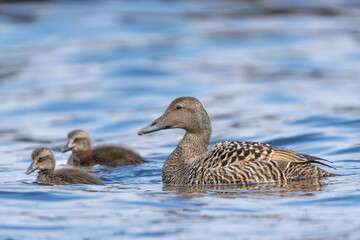 Common eider, St. Cuthbert's duck, Cuddy's duck - Somateria mollissima female with chicks swimming in blue sea. Photo from Snaefellsnes Penisula in Iceland.