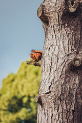 squirrel red on a tree