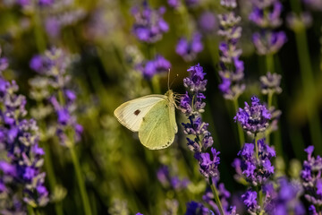 butterfly on a flower