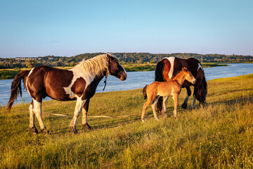 Two horses with a foal graze on the river bank.