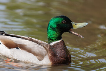 Fototapeta premium Close up of a Mallard drake (anas platyrhnchos) swimming in the water