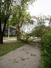 A broken branch on the sidewalk, broken off after a storm 