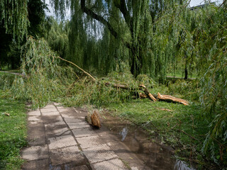 Un arbre tombé sur le trottoir après une tempête