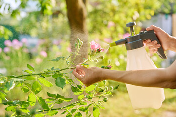 Close up gardener with sprayer caring spraying rose plants in backyard garden