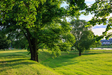 Obraz premium Large, green trees grow on the lawn near the river.
