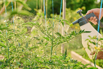 Close-up gardener hands with sprayer, spraying tomato plant bushes on wooden raised bed box