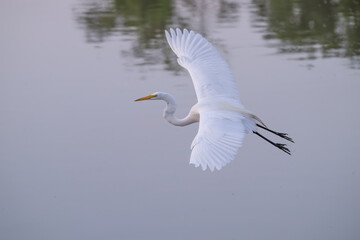 Closeup of a great egret, or white heron, flying over a lake.