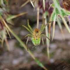 Photo of a green spider in the center of its web.