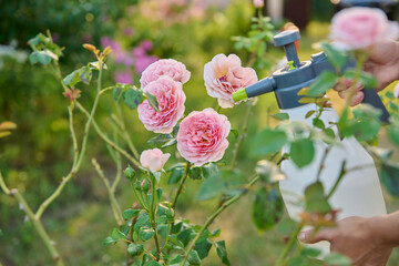 Close up gardener with sprayer caring spraying rose plants in backyard garden