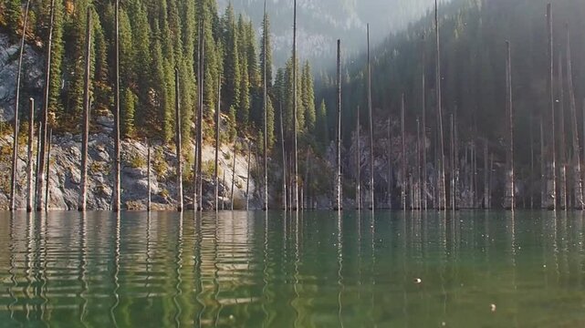 A high-altitude lake in a mountainous decay, the trunks of pine trees stand in the water. the angle is close to the water
