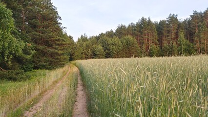 Birch trees stand among tall grass by a dirt road running along the edge of an agricultural field with ears of young rye. A pine forest grows behind the field. Summer and light of the setting sun