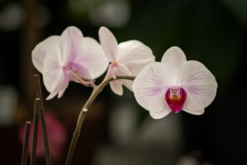 Obraz premium Beautiful white orchid flowers on a plant.