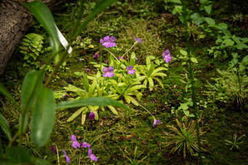 The tiny purple flowers of the carnivorous plant.