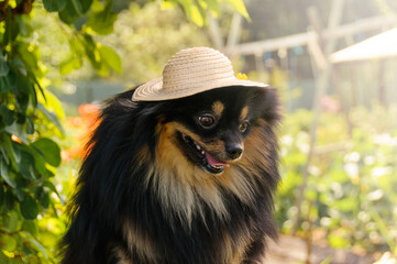 Portrait of a black spitz dog wearing a straw hat