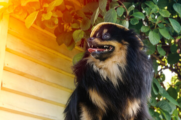 Black funny Spitz in a hat in profile in nature on a sunny day