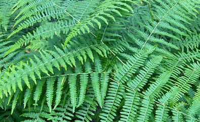 Pteridium aquilinum fern or bracken green leaves  in the forest of Tenerife,Canary Islands,Spain.