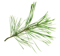 Conifer pine tree cone. coniferous twigs with fir needle foliage. pine isolated. Medicinal plants. New Year. Green decor
