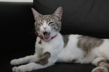 a cat in a happy mood half eyes is open 