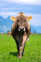 Cows in a mountain field. Cow at alps. Brown cow in front of mountain landscape. Cattle on a mountain pasture. Village location, Switzerland. Cow at alpine meadow. Cow grazing on meadow.